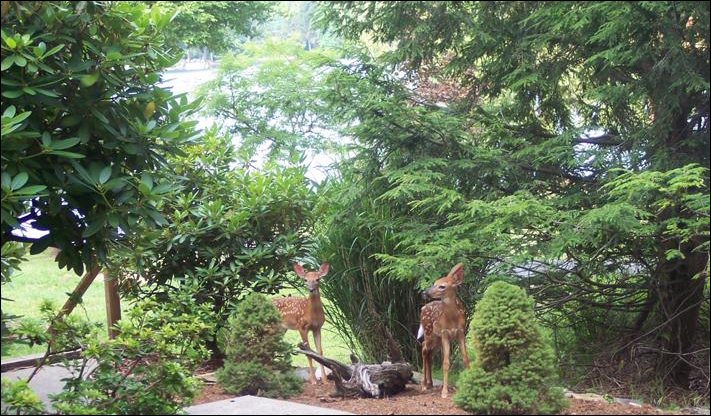 Treasure Lake Wildlife